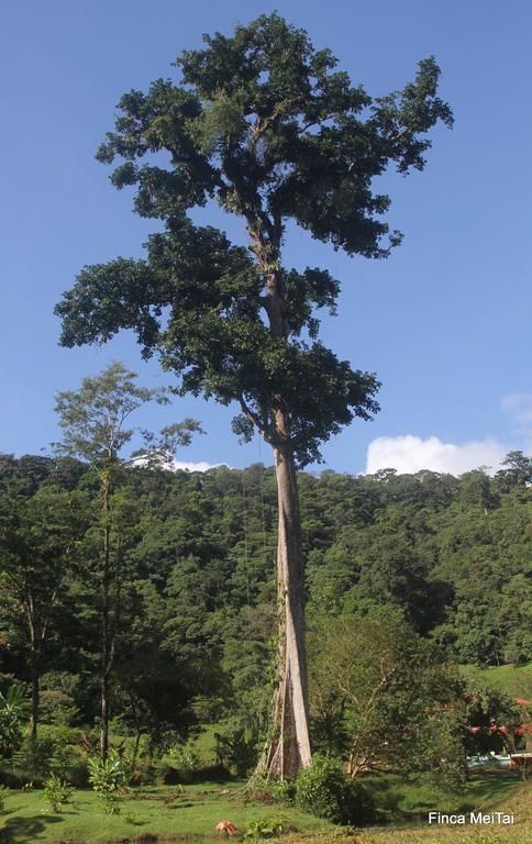 Mei Tai Cacao Lodge Bijagua Exterior foto
